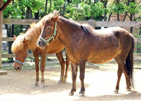 動物図鑑・カカバ